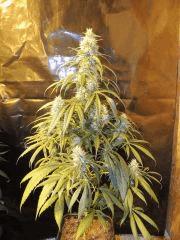 Jack Herer (Sensi Seeds)