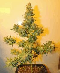 Green crack (Humbolt Seeds)