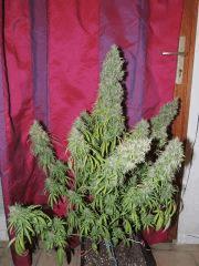 Jack Herer (Sensi Seeds)