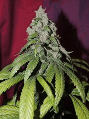 OG 18 n°3 (Reserva Privada)