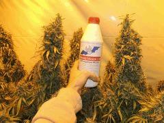 Jack Herer (Sensi Seeds)