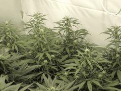 Jack Herer