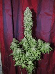 Sour Diesel n°3 (Reserva Privada)