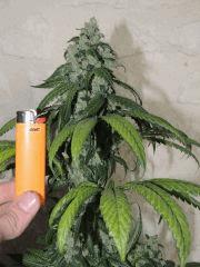 OG 18 (Reserva Privada)