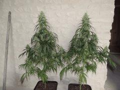 Jack Herer (Sensi Seeds)