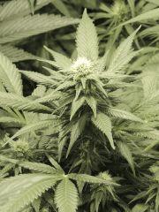 Green Crack (Humbolt Seeds)