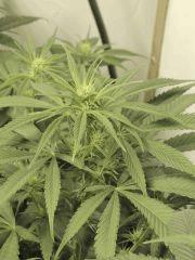 Jack Herer (Sensi seeds)