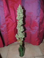 OG 18 n°3 (Reserva Privada)