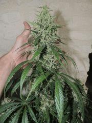 Jack Herer (Sensi Seeds)