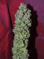 Sour Diesel n°3 (Reserva Privada)