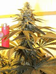 Sour Diesel (Reserva Privada)
