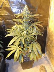 Sour Diesel  (Reserva Privada)
