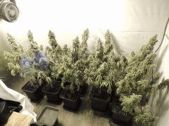Jack Herer (Sensi Seeds)