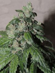 OG 18 (Reserva Privada)