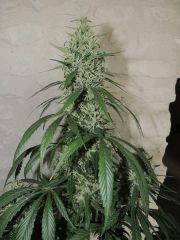 Jack Herer (Sensi Seeds)