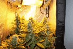 Critical+ 2012