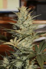 White widow vs Big Bud 2012