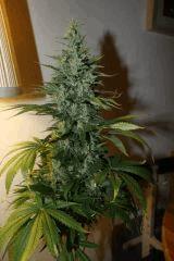 White widow Vs Big Bug