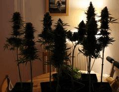 Critical+ One bud