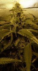 SAM 0075