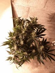 MD #2