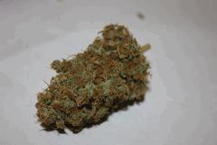 Tangilope DNA Genetics