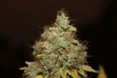Bubba Kush F71