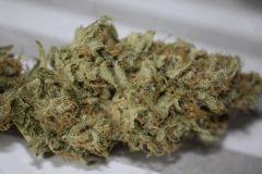 Blue Dream pheno' Sativa (HSO)
