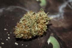 Bubba Kush (HSO)