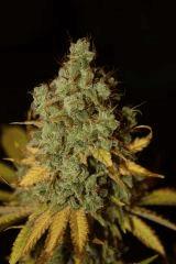 Critical Kush F71