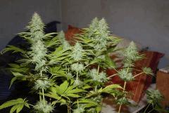 HSO Bubba Kush F49