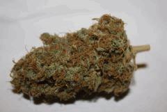Tangilope DNA Genetics