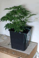 moby cro30 Pre 4  1