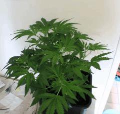 moby cro30 Pre 4  3