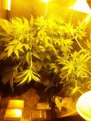 chambre 2 pot1
