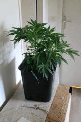 moby cro30 Pre 4  2