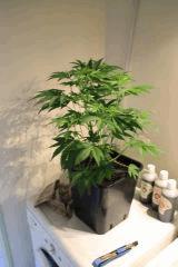 moby cro30 Pre 8 1