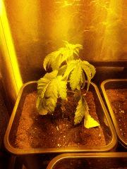 Chemdog 1 Cro +21
