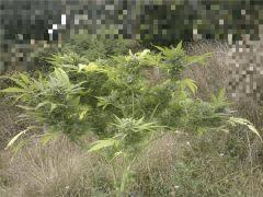 WP 000176