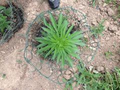 IMG 0658