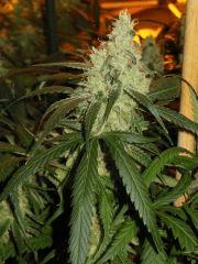 Amnesia Core