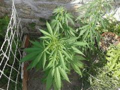 20140625 171437rd