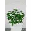 plantec 43