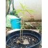 IMG 20140705 193201