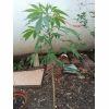 IMG 20140705 193142