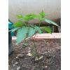 IMG 20140705 193153