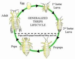 thrips lifecycle small