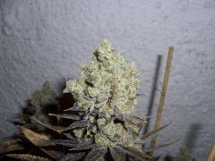 CIMG4723