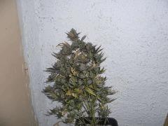 CIMG4721