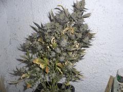 CIMG4720
